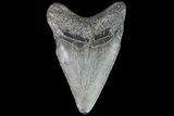 Juvenile Megalodon Tooth - Georgia #83630-1